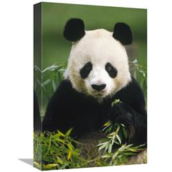 Global Gallery Giant Panda Eating Bamboo, China-Canvas Art-12"x18"