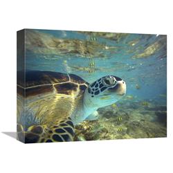 Global Gallery Green Sea Turtle, Balicasag Island, Philippines-Canvas Art-16"x12"