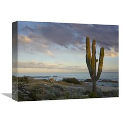 Global Gallery Saguaro Cactus at Beach, Cabo San Lucas, Mexico-Canvas Art-16"x12"