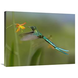 Global Gallery Long-Tailed Sylph Feeding on Flower Nectar, Jurong Bird Park, Singapore-Canvas Art-32"x24"