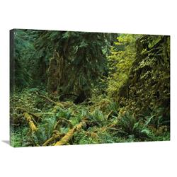 Global Gallery Lush Vegetation in The HOH Rain Forest, Olympic National Park, Washington-Canvas Art-32"x24"