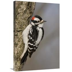 Global Gallery Downy Woodpecker Male, Kensington Metropark, Milford, Michigan-Canvas Art-20"x30"