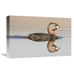 GCS-397397-1218-142 12 x 18 in. Pied-Billed Grebe Swimming, Island Lake Recreation Area, Michigan Art Print - Steve Gettle -  Global Gallery