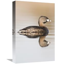 GCS-397418-1218-142 12 x 18 in. Pied-Billed Grebe in Breeding Plumage, Island Lake Recreation Area, Michigan Art Print - Steve Gettle -  Global Gallery