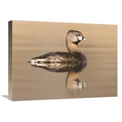 GCS-397419-1824-142 18 x 24 in. Pied-Billed Grebe in Breeding Plumage, Island Lake Recreation Area, Michigan Art Print - Steve Gettle -  Global Gallery