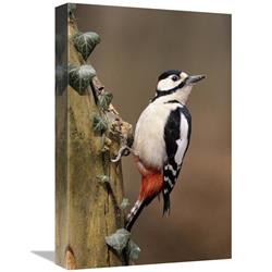 12 x 18 in. Great Spotted Woodpecker Adult on Tree Trunk, Europe Art Print - Frits Van Daalen -  JensenDistributionServices, MI1303299