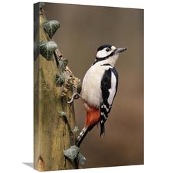 16 x 24 in. Great Spotted Woodpecker Adult on Tree Trunk, Europe Art Print - Frits Van Daalen -  JensenDistributionServices, MI1303300