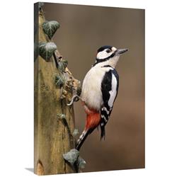 GCS-398228-2030-142 20 x 30 in. Great Spotted Woodpecker Adult on Tree Trunk, Europe Art Print - Frits Van Daalen -  Global Gallery