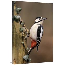 GCS-398228-2436-142 24 x 36 in. Great Spotted Woodpecker Adult on Tree Trunk, Europe Art Print - Frits Van Daalen -  Global Gallery