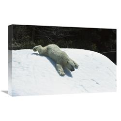 16 x 24 in. Polar Bear Sliding Down Snow Bank, Native to Canada Art Print - San Diego Zoo -  JensenDistributionServices, MI1303661