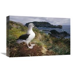 Global Gallery Grey-Headed Albatross at nest, Diego Ramirez Island, Chile-Canvas Art-18"x12"