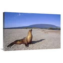 Galapagos Sea Lion Juvenile on Beach, Gardner Bay, Galapagos Islands, Ecuador-Canvas Art-36"x24"
