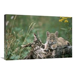 Global Gallery Bobcat Kitten, Resting on a Log in The Summer, Idaho-Canvas Art-30"x20"