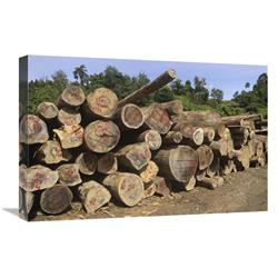 Global Gallery Timber at a Logging Area, Danum Valley Conservation Area, Borneo, Malaysia-Canvas Art-24"x16"