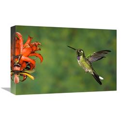 12 x 18 in. Purple-Bibbed Whitetip Hummingbird Hovering Near Flower, Andes, Ecuador Art Print - Tom Vezo -  JensenDistributionServices, MI1304415