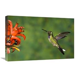 16 x 24 in. Purple-Bibbed Whitetip Hummingbird Hovering Near Flower, Andes, Ecuador Art Print - Tom Vezo -  JensenDistributionServices, MI1304416