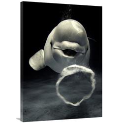 Global Gallery Beluga Whale Blowing toroidal Bubble Ring, Shimane Aquarium, Japan-Canvas Art-28"x40"
