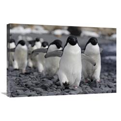 Global Gallery Adelie Penguin Group Marching to Colony, Antarctic Peninsula, Antarctica-Canvas Art-30"x20"
