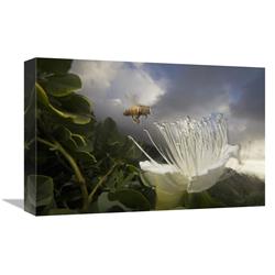 Global Gallery Honey Bee Approaching Rare Maiapilo Flower, Kauai, Hawaii-Canvas Art-18"x12"