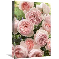 Global Gallery Rose Heritage Variety Flowers-Canvas Art-12"x18"