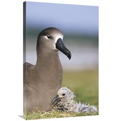 Global Gallery Black-Footed Albatross Guarding Young Chick, Midway Atoll, Hawaii-Canvas Art-24"x36"