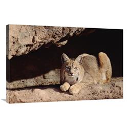 Global Gallery Bobcat Adult Resting on Rock Ledge, North America-Canvas Art-36"x24"