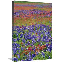 Global Gallery Sand Bluebonnet and Paintbrush Flowers, Hill Country, Texas-Canvas Art-16"x24"