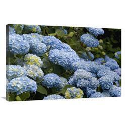 Global Gallery Bigleaf Hydrangea Madame riverain Variety Flowers-Canvas Art-36"x24"