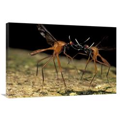 Global Gallery Stag Fly Males battling, Papua New Guinea-Canvas Art-36"x24"