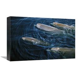 Global Gallery Bottlenose Whale pod Surfacing, Nova Scotia, Canada-Canvas Art-18"x12"