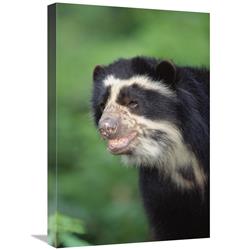 Global Gallery Spectacled Bear, Cerro Chaparri, Peru-Canvas Art-16"x24"