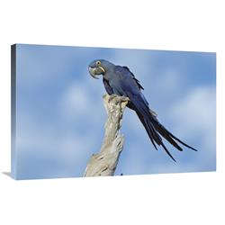 Global Gallery Hyacinth Macaw in Tree, Pantanal, Brazil-Canvas Art-36"x24"