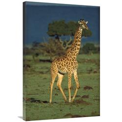 Global Gallery Giraffe Portrait, Kenya-Canvas Art-24"x36"
