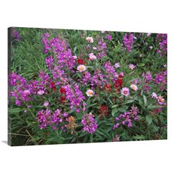 Global Gallery Fireweed Asters and Paintbrush, North America-Canvas Art-40"x30"
