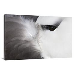 Global Gallery Black-Browed Albatross Detail, Falkland Islands-Canvas Art-36"x24"