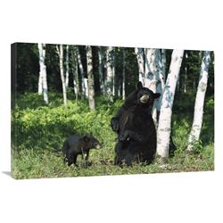 Global Gallery Black Bear sow Scratching on Birch Tree with cub Watching, North America-Canvas Art-36"x24"