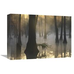 12 x 16 in. Bald Cypress Grove in Freshwater Swamp At Dawn, Lake Fausse Pointe, Louisiana Art Print - Tim Fitzharris -  JensenDistributionServices, MI1308065