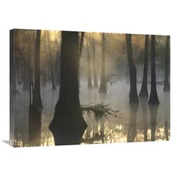 24 x 32 in. Bald Cypress Grove in Freshwater Swamp At Dawn, Lake Fausse Pointe, Louisiana Art Print - Tim Fitzharris -  JensenDistributionServices, MI1308067