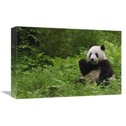 Global Gallery Giant Panda Sitting in Vegetation Eating Bamboo, Wolong Nature Reserve, China-Canvas Art-18"x12"