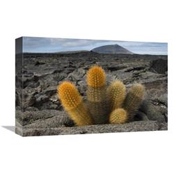 12 x 18 in. Lava Cactus Grows in An Arid Zone of Cool Lava, Ash & Cinder, Galapagos Islands, Ecuador Art Print - Pete Oxford -  JensenDistributionServices, MI1308212