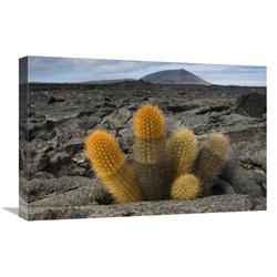 16 x 24 in. Lava Cactus Grows in An Arid Zone of Cool Lava, Ash & Cinder, Galapagos Islands, Ecuador Art Print - Pete Oxford -  Global Gallery, GCS-397892-1624-142