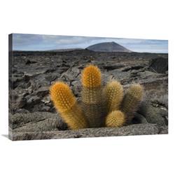 24 x 36 in. Lava Cactus Grows in An Arid Zone of Cool Lava, Ash & Cinder, Galapagos Islands, Ecuador Art Print - Pete Oxford -  JensenDistributionServices, MI1308215