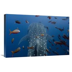 Global Gallery Whale Shark Swimming with Other Tropical Fish, Wolf Island, Galapagos Islands, Ecuador-Canvas Art-30"x20"