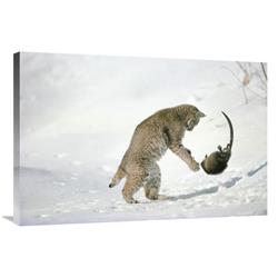 Global Gallery Bobcat Hunting Muskrat in The Winter, Idaho-Canvas Art-36"x24"