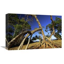 Global Gallery Red Mangrove Left Standing in Old Growth Stands That were Clear Cut for Tourist housing, Hopkins, Belize-Canvas Art-18"x12"