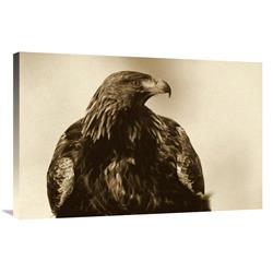 Global Gallery Golden Eagle Portrait, Lauvsnes, Norway-Canvas Art-36"x24"