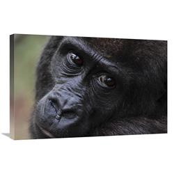Global Gallery Orphan Gorilla, Gabon-Canvas Art-30"x20"