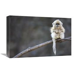 Global Gallery Golden Snub-Nosed Monkey Juvenile, Qinling Mountains, China-Canvas Art-18"x12"