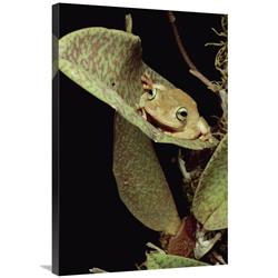 Global Gallery Tree Frog in Canopy Orchid, Trinidad-Canvas Art-24"x36"