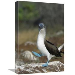 Global Gallery Blue-Footed Booby Performing Courtship Dance, Galapagos Islands, Ecuador-Canvas Art-12"x18"